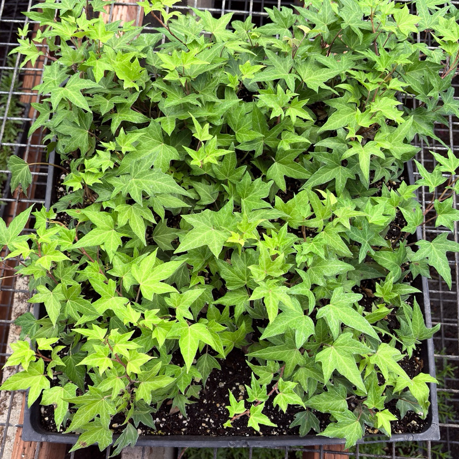 Potted English Ivy plant with green leaves in a grid container
