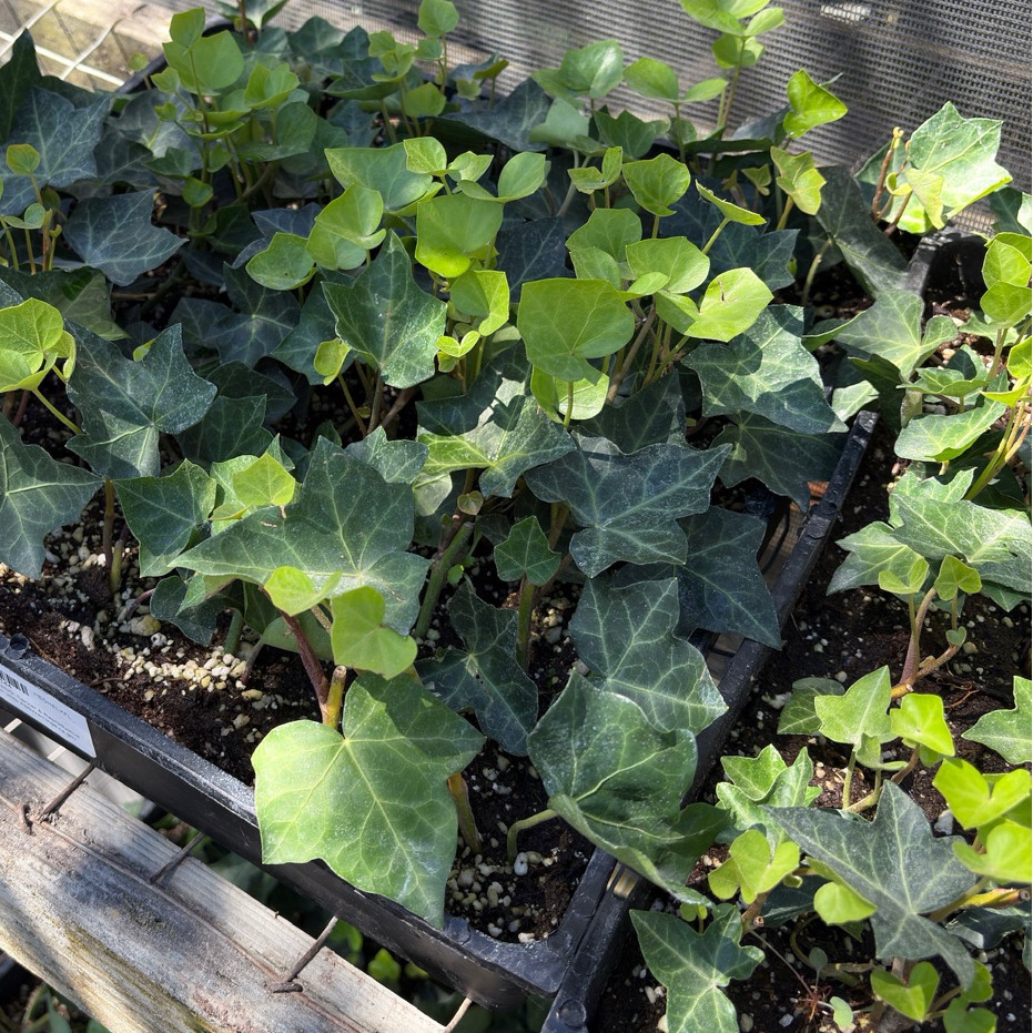 English Ivy plants in a potting tray with a mesh background