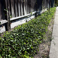 English_Ivy