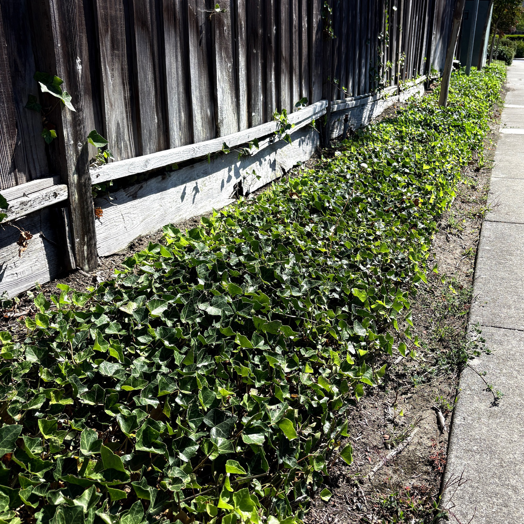 English Ivy