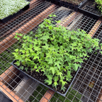 English Ivy