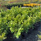 English_Laurel