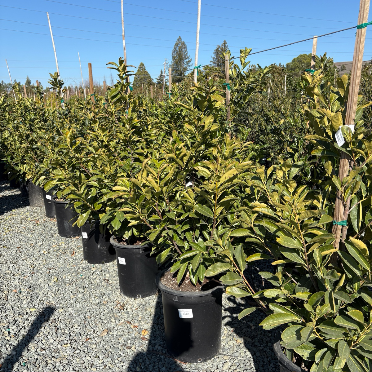 English Laurel