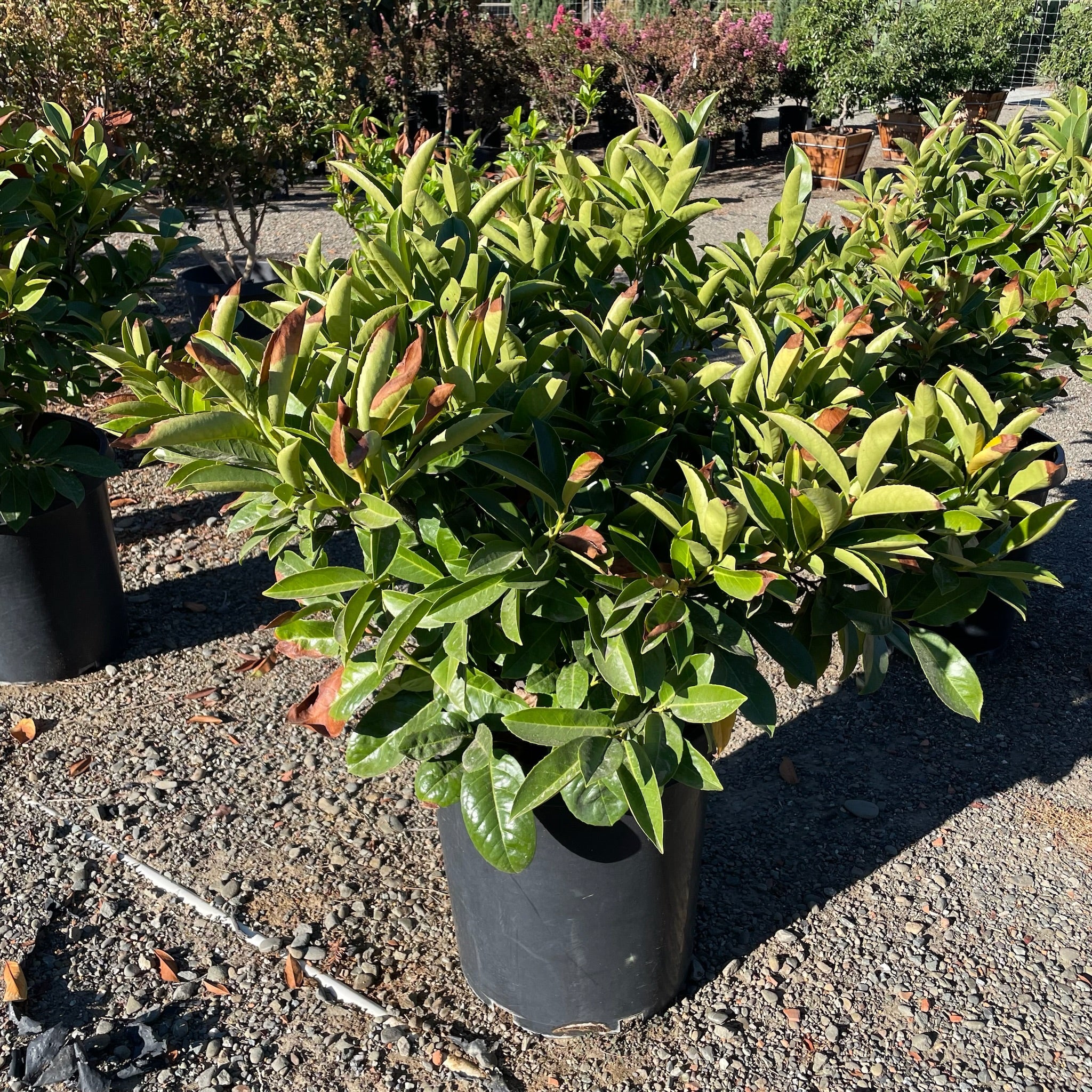English Laurel