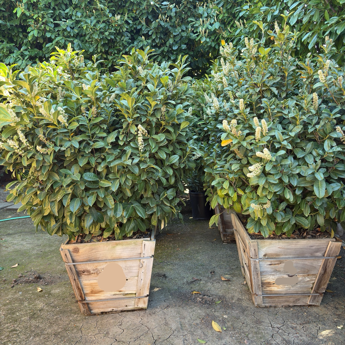 English Laurel