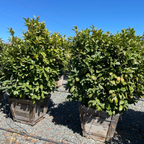 English_Laurel