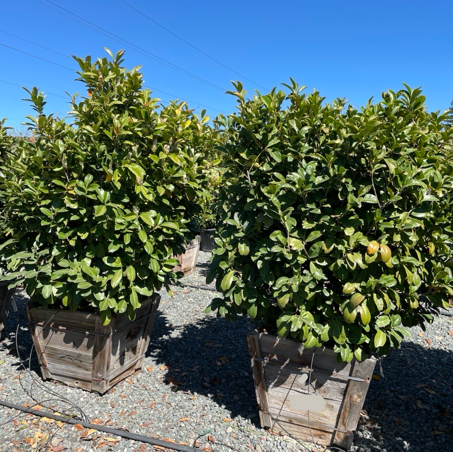 English_Laurel