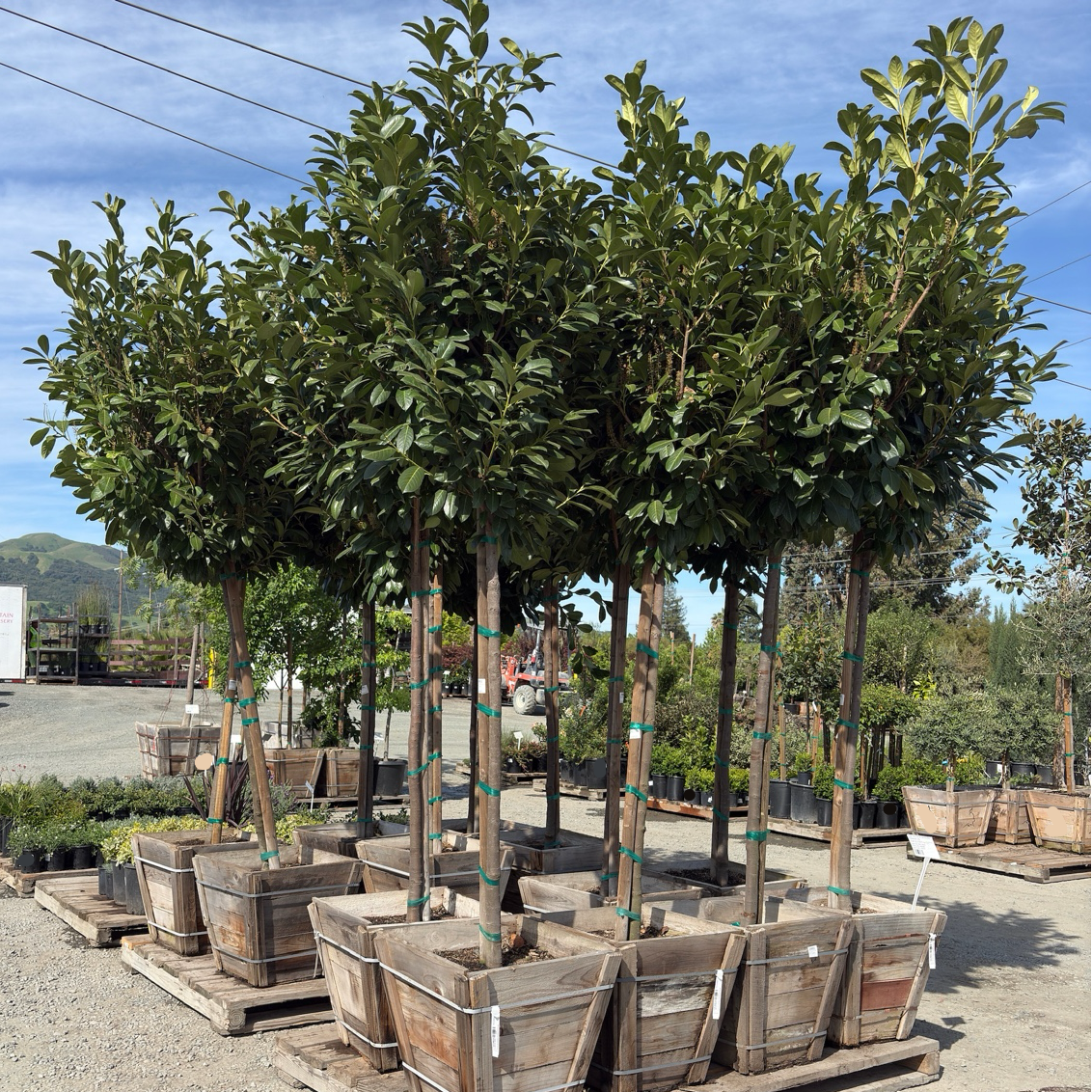 English_Laurel