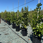 English_Laurel