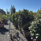 English_Laurel