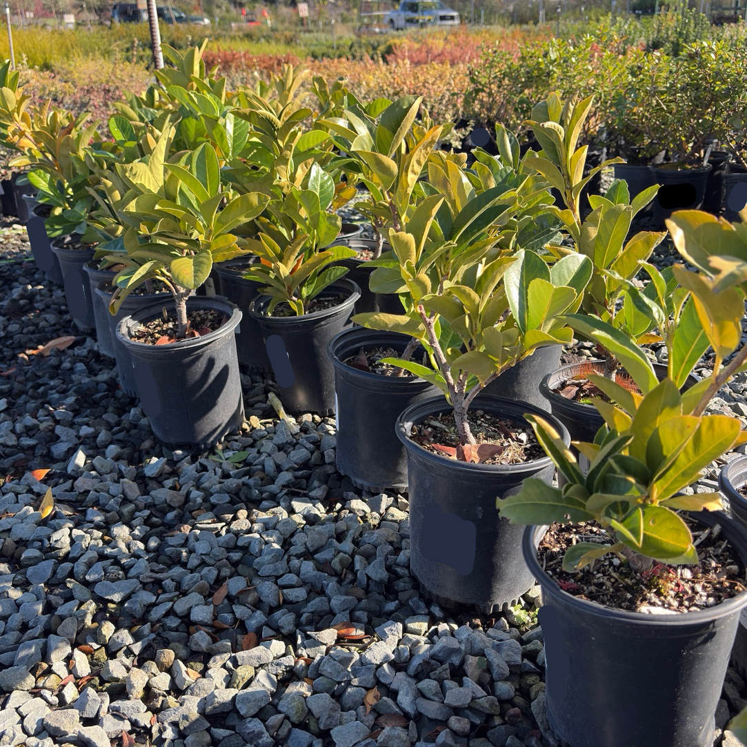 English Laurel
