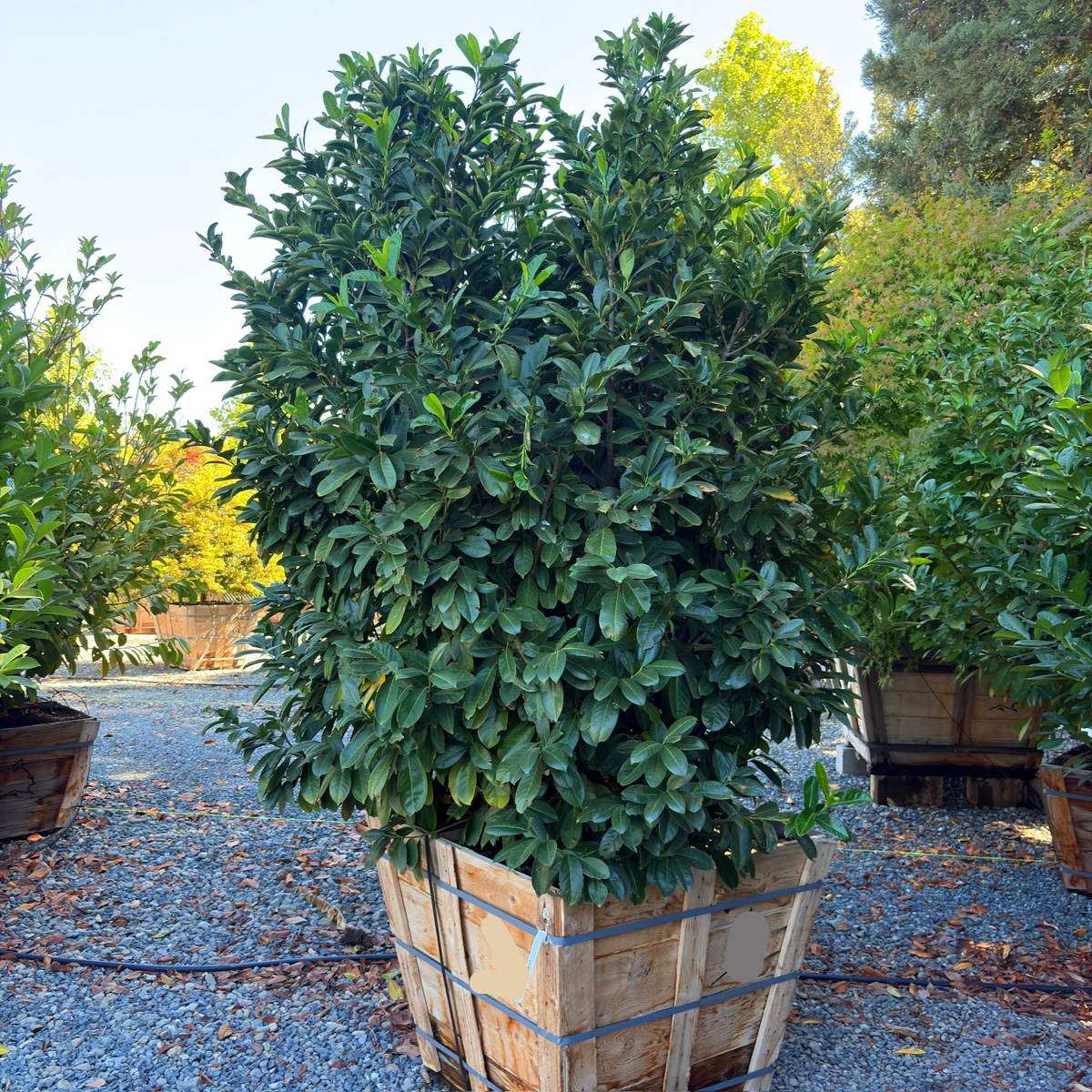 English Laurel