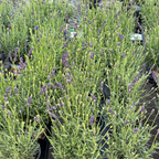 English Lavender Potted English Lavender (Lavandula angustifolia), often referred to as Common Lavender or True Lavender plants in a greenhouse setting