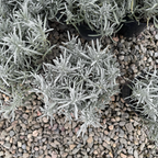 English Lavender (Lavandula angustifolia), often referred to as Common Lavender or True Lavender on a bed of small stones