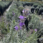 English Lavender (Lavandula angustifolia), often referred to as Common Lavender or True Lavender plants with purple flowers in a garden setting