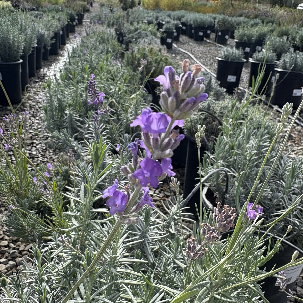 English Lavender (Lavandula angustifolia), often referred to as Common Lavender or True Lavender plants with purple flowers in a garden setting