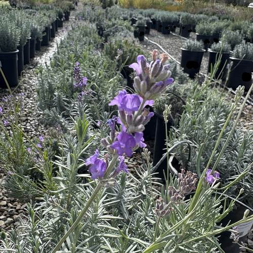 live english lavender plants English Lavender (Lavandula angustifolia 'Vera') – True Lavender with  Classic Fragrance – Victory Nursery