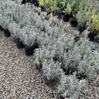 Row of potted English Lavender (Lavandula angustifolia), often referred to as Common Lavender or True Lavender on a gravel surface