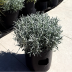 English Lavender