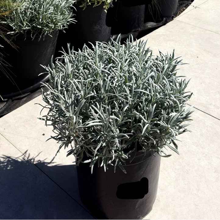 classic lavender plant English Lavender