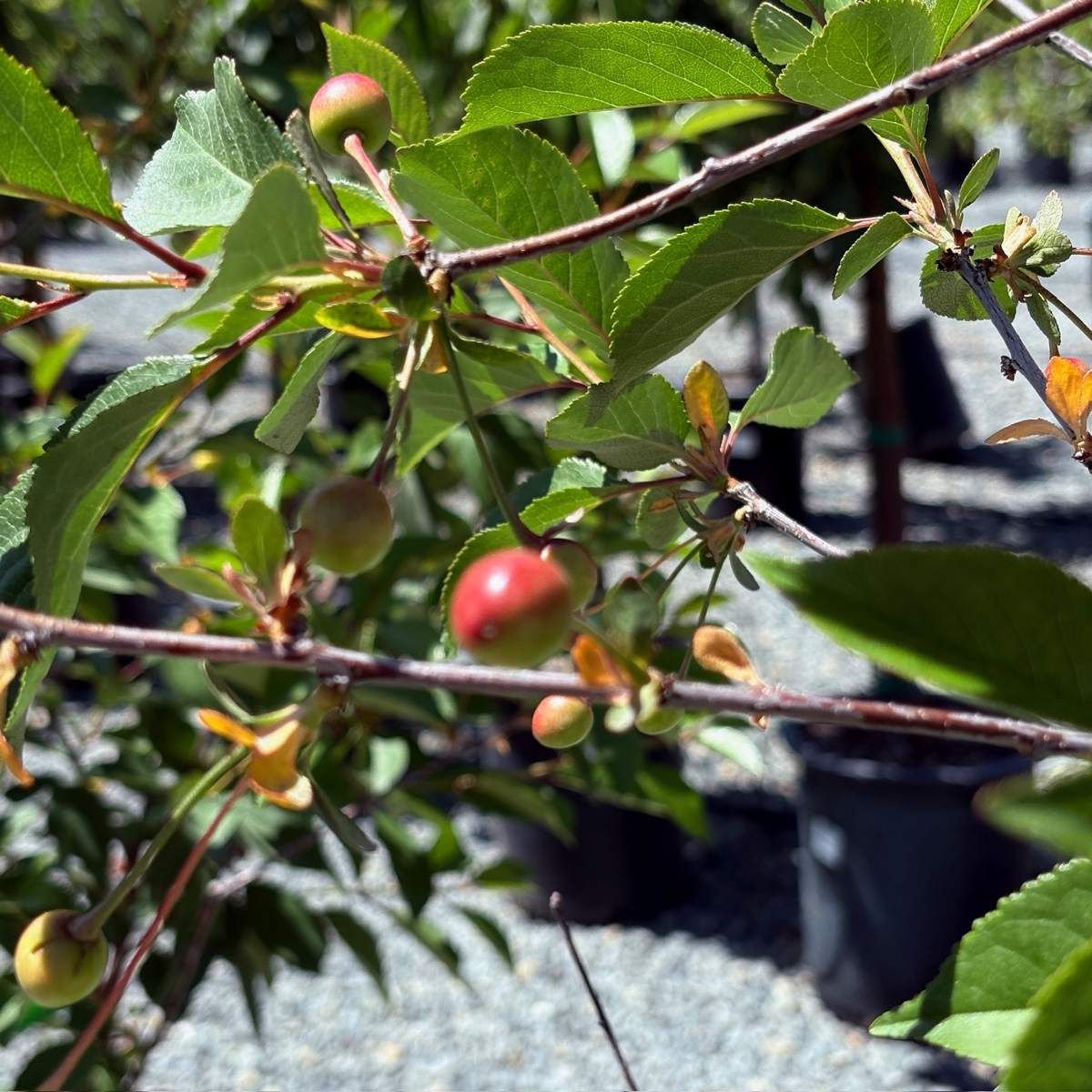English Morello Sour Cherry