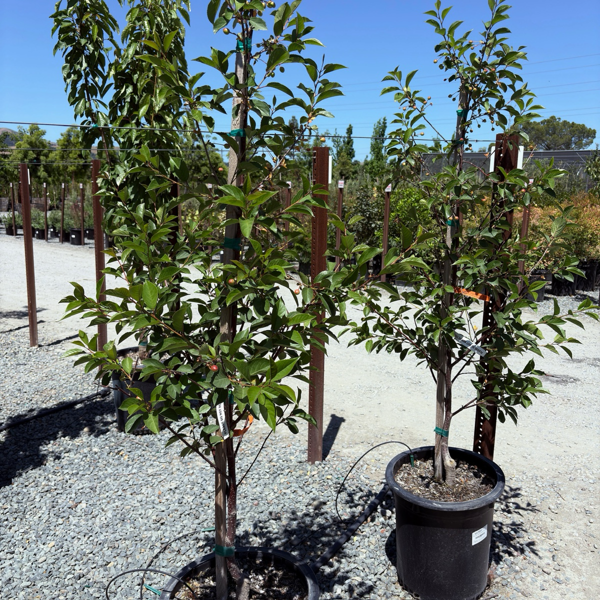 English Morello Sour Cherry