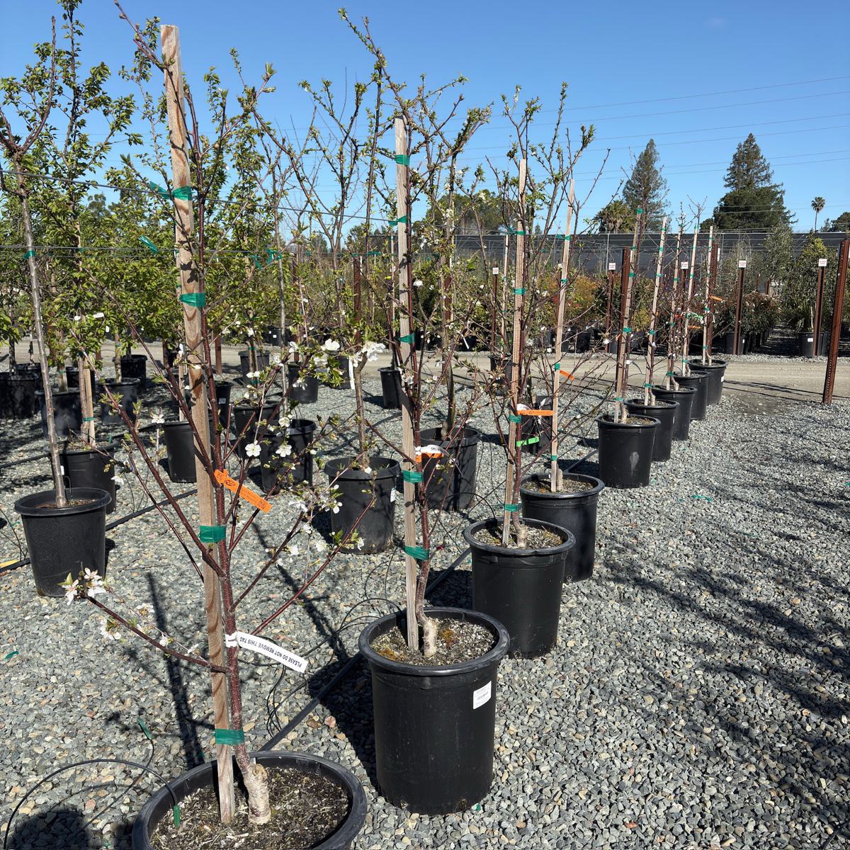 English Morello Sour Cherry