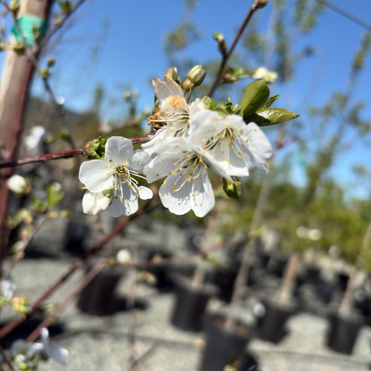 English Morello Sour Cherry