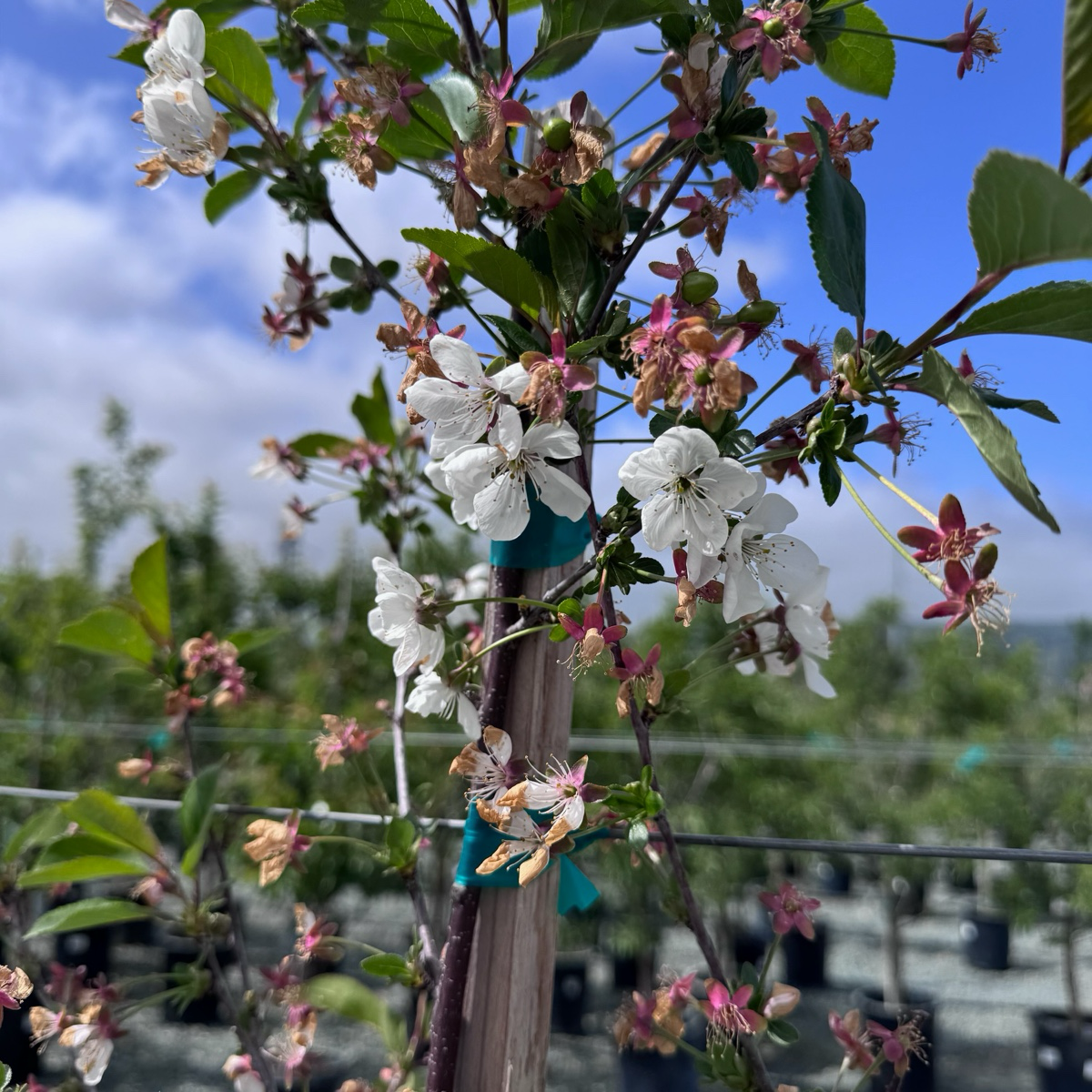 English Morello Sour Cherry