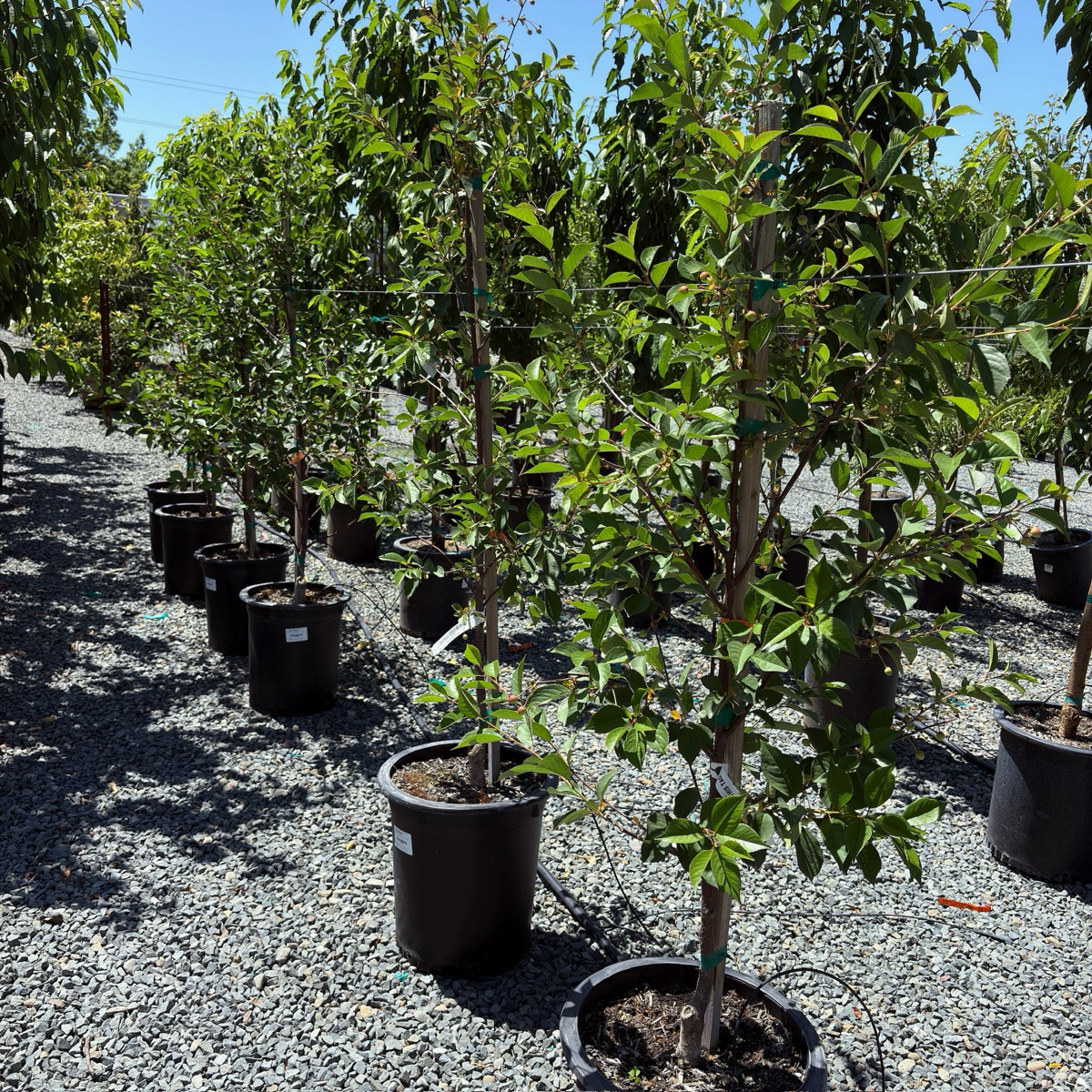 English Morello Sour Cherry