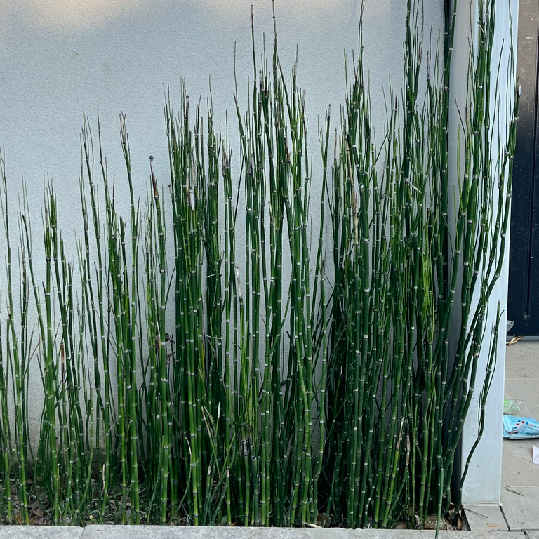 Tall Equisetum hyemale plants against a light gray wall