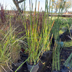 Equisetum hyemale
