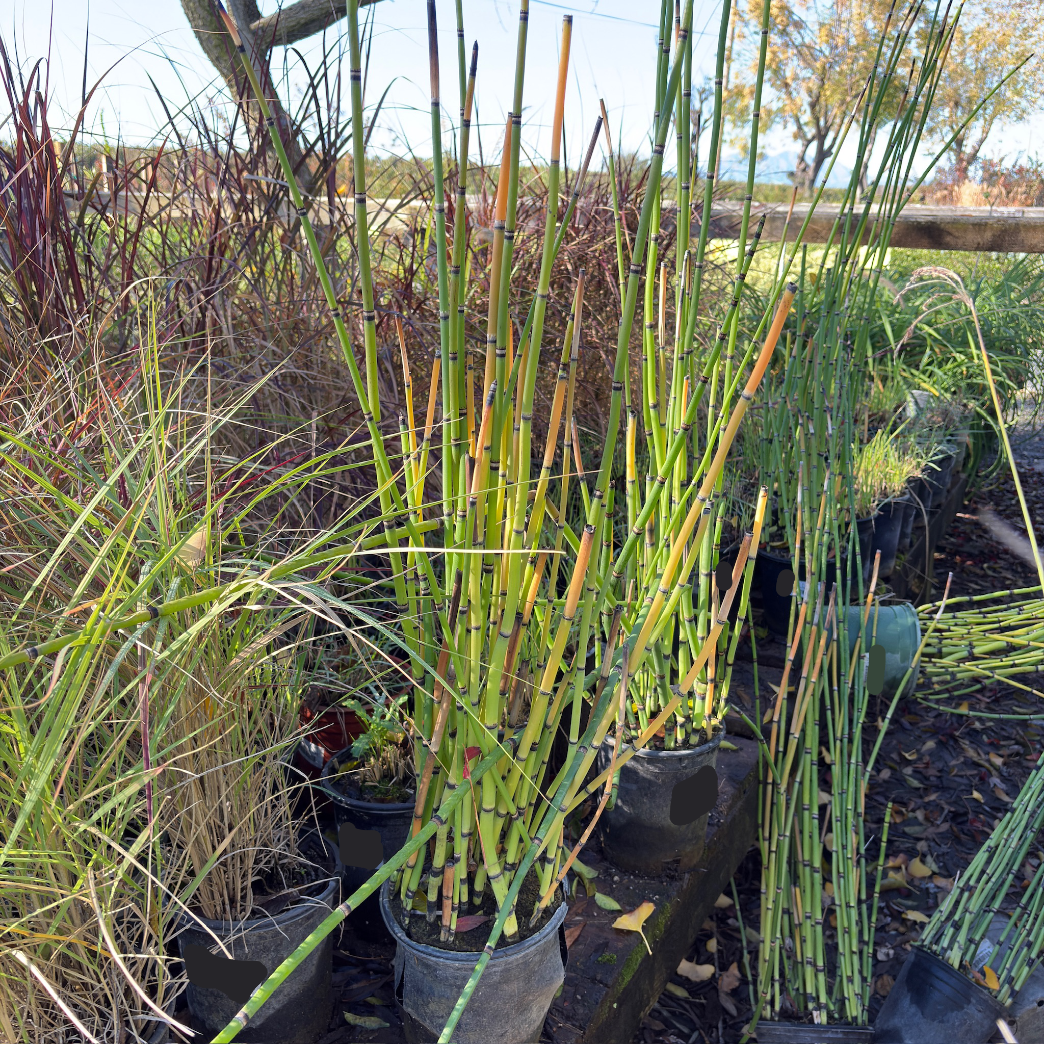 Equisetum hyemale