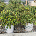 Escallonia rubra