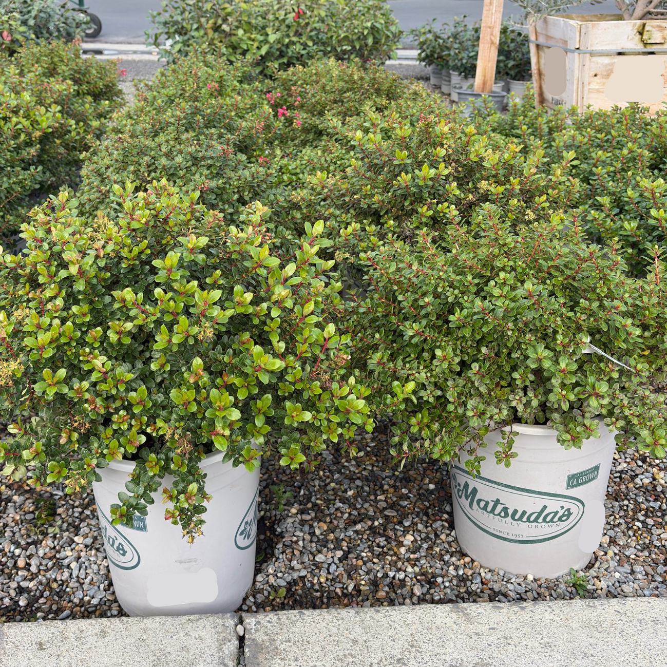 Escallonia rubra