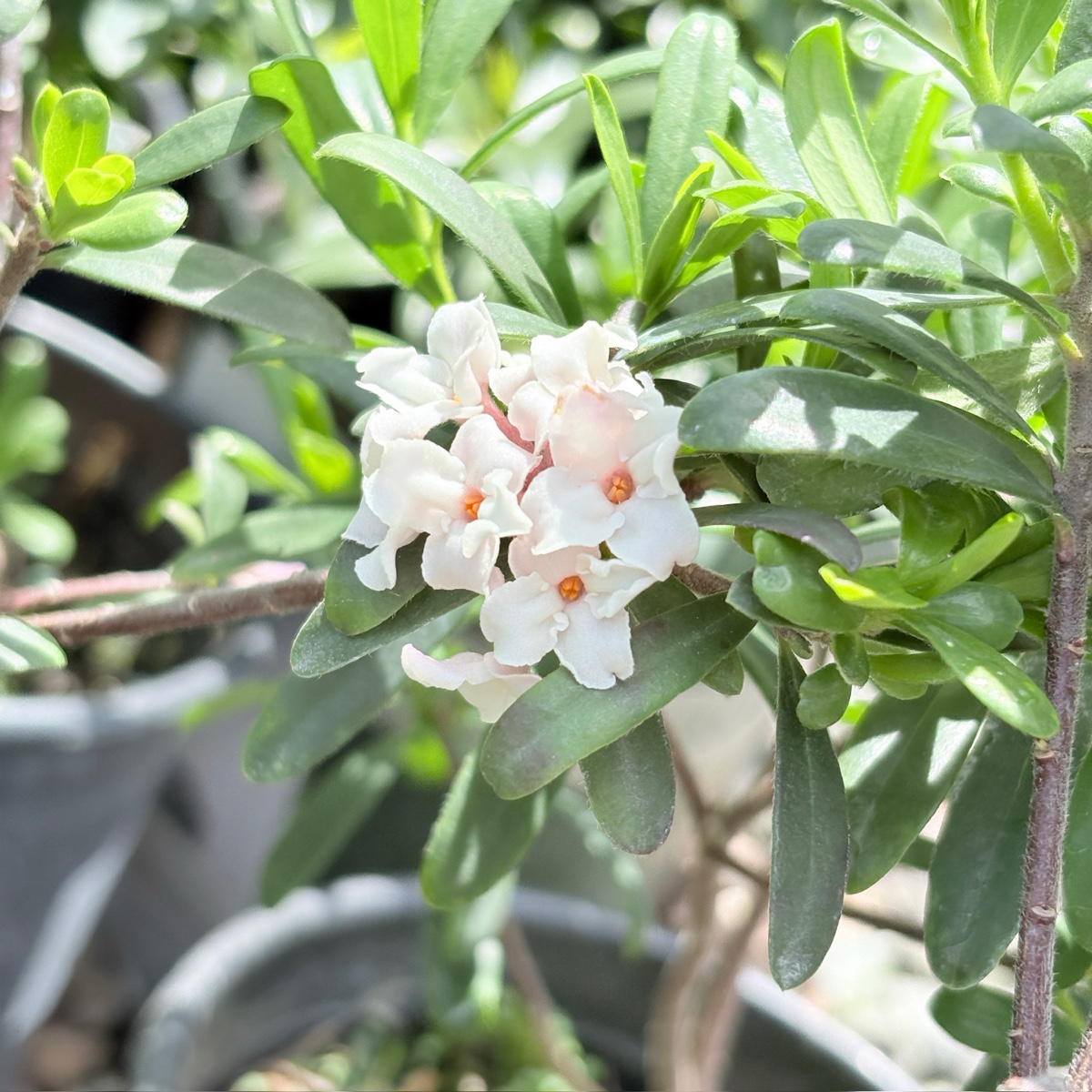 daphne succulent Eternal Fragrance Daphne