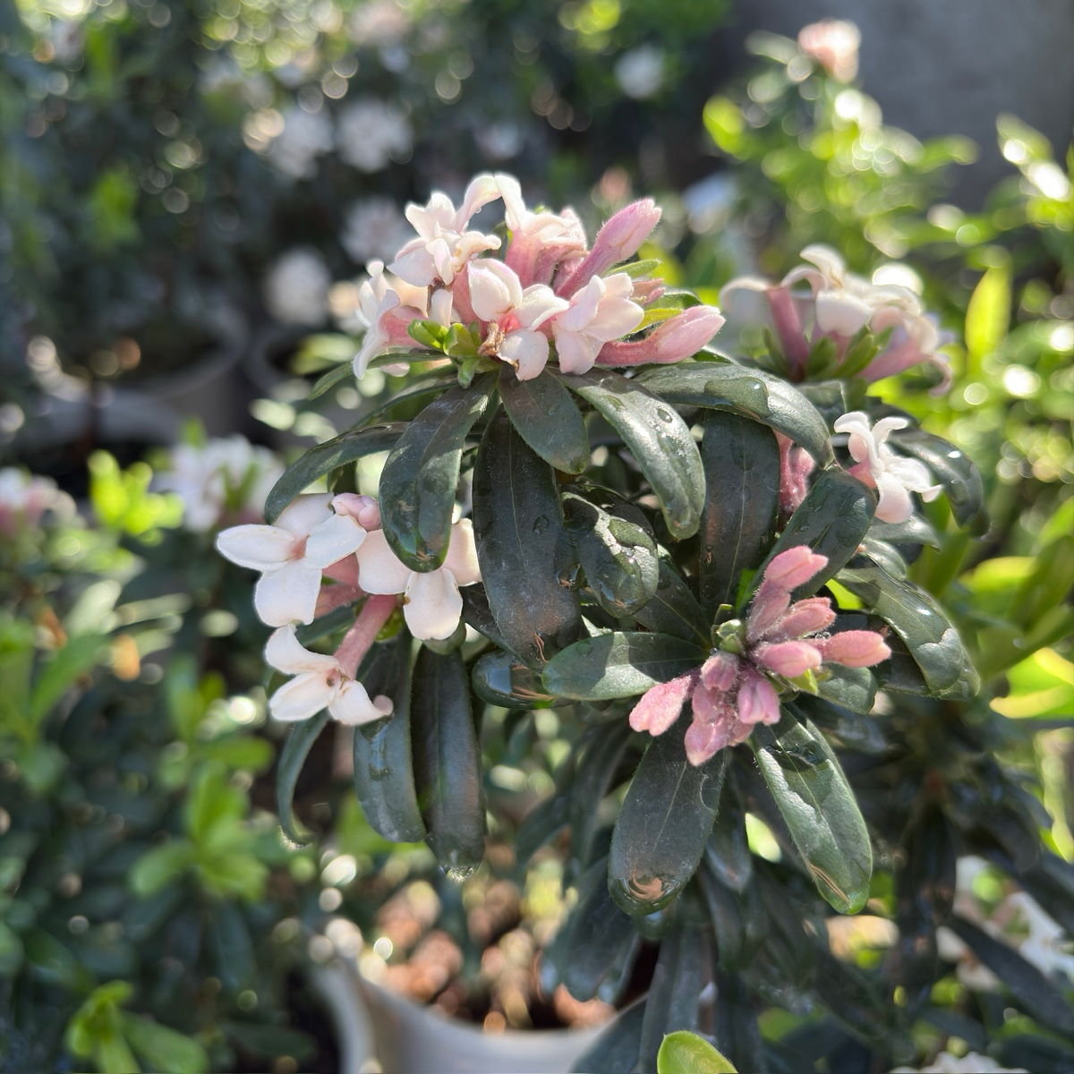 Eternal Fragrance Daphne