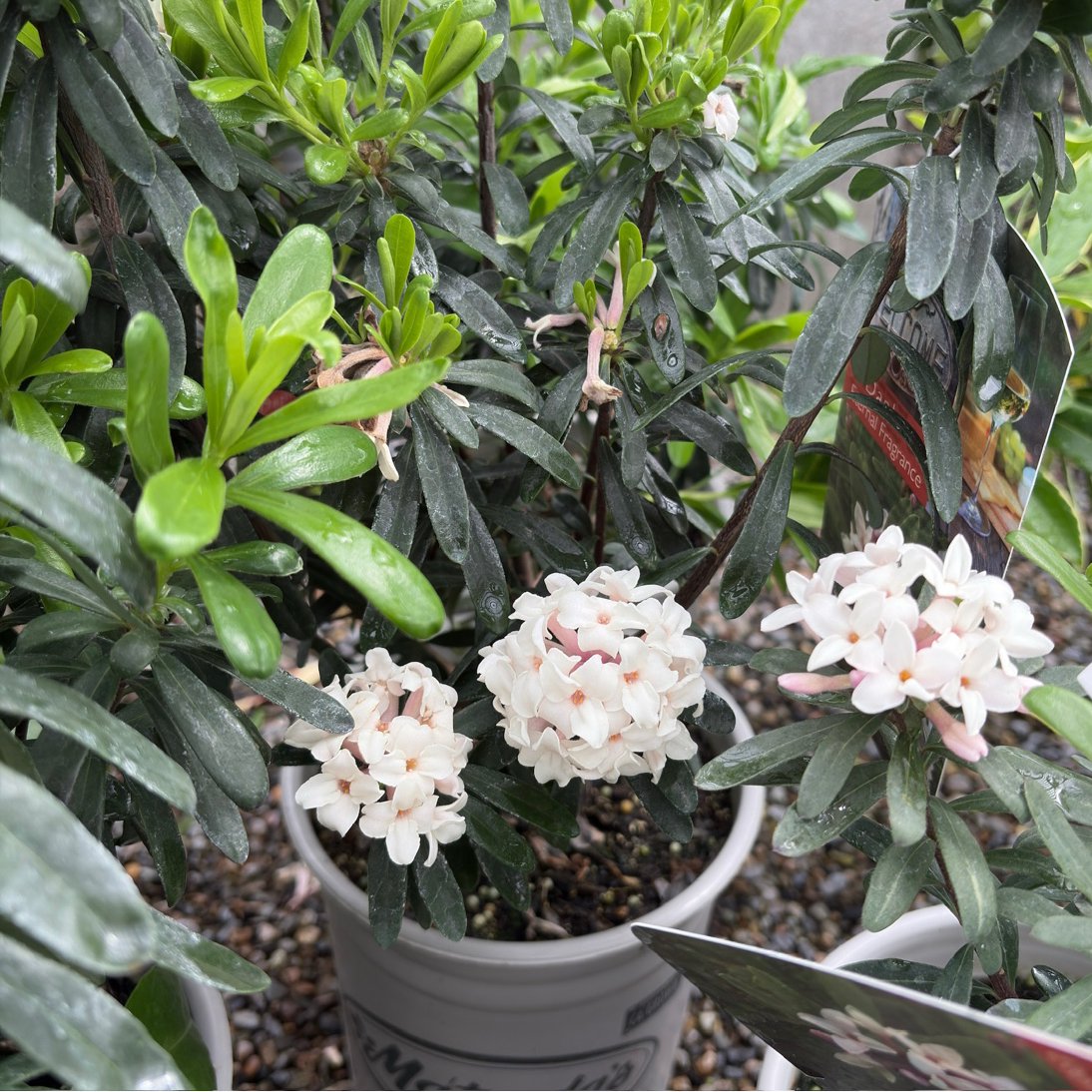 Eternal Fragrance Daphne