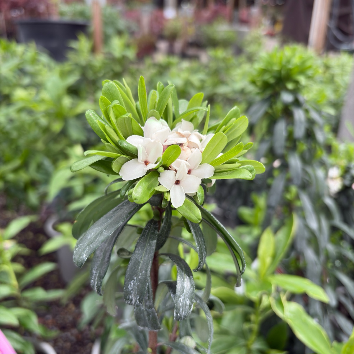 Eternal Fragrance Daphne