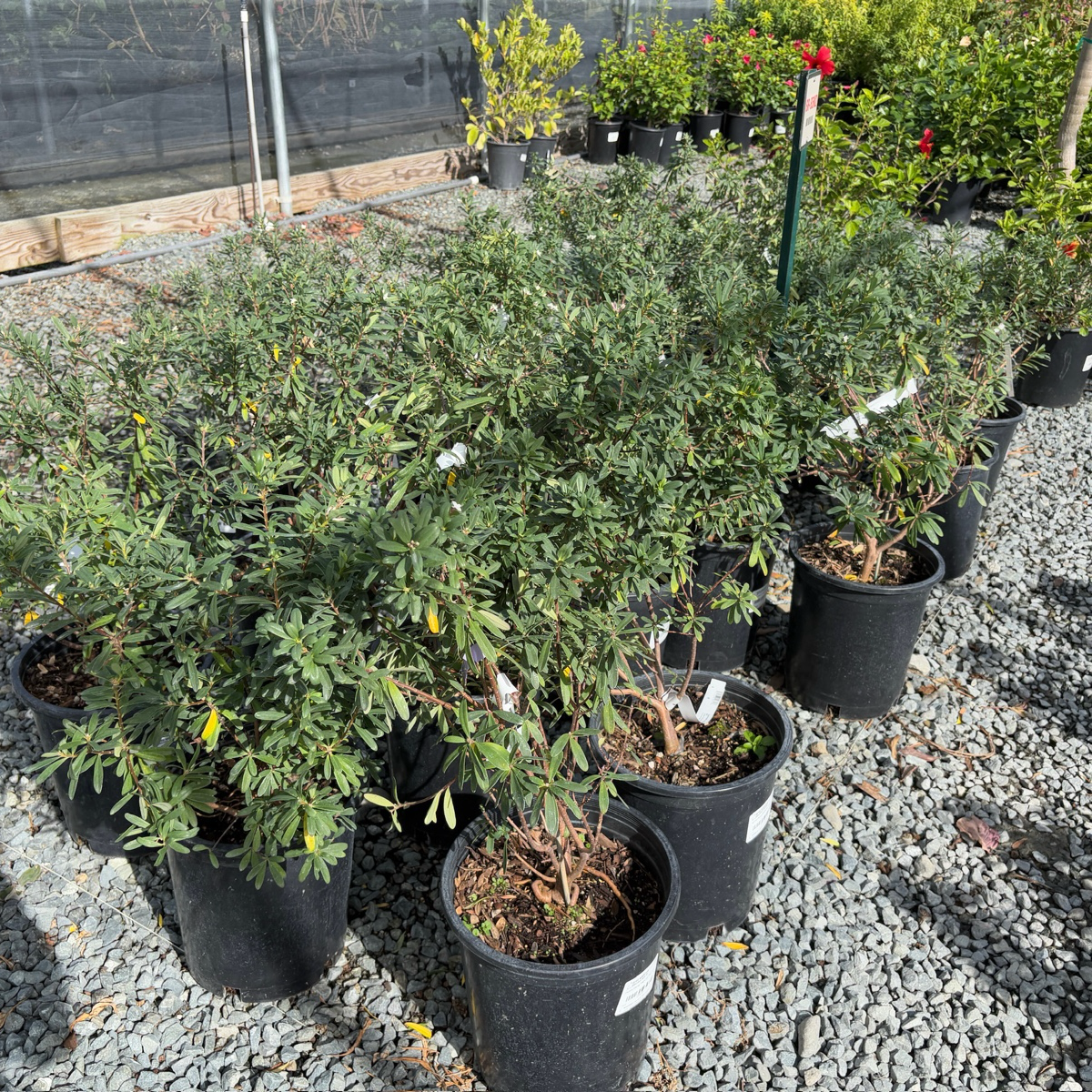 Eternal Fragrance Daphne