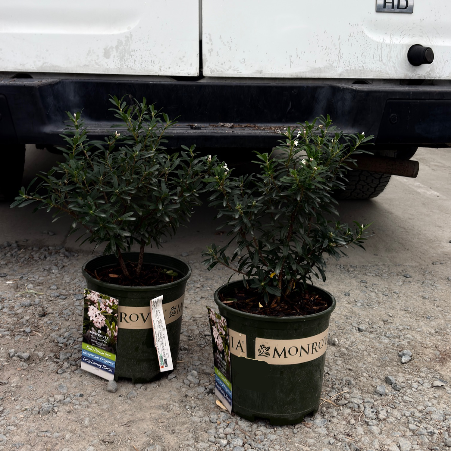 Eternal Fragrance Daphne