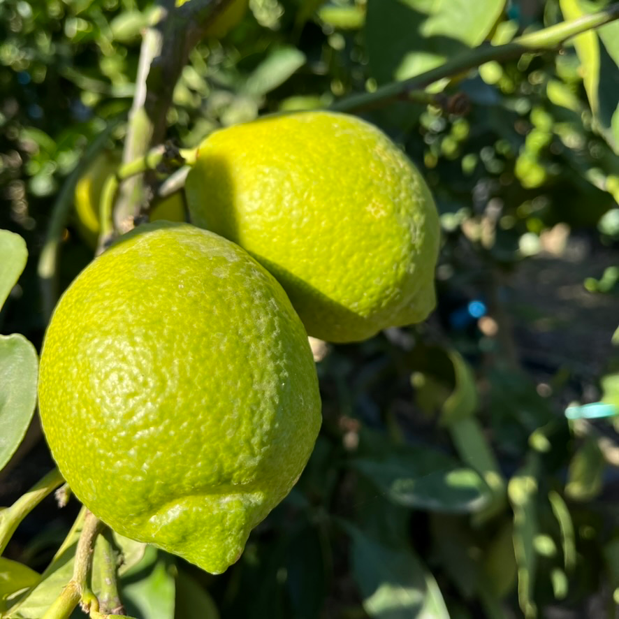 Eureka Lemon