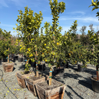 Eureka Lemon