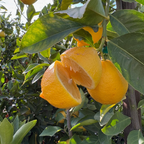 Eureka Lemon