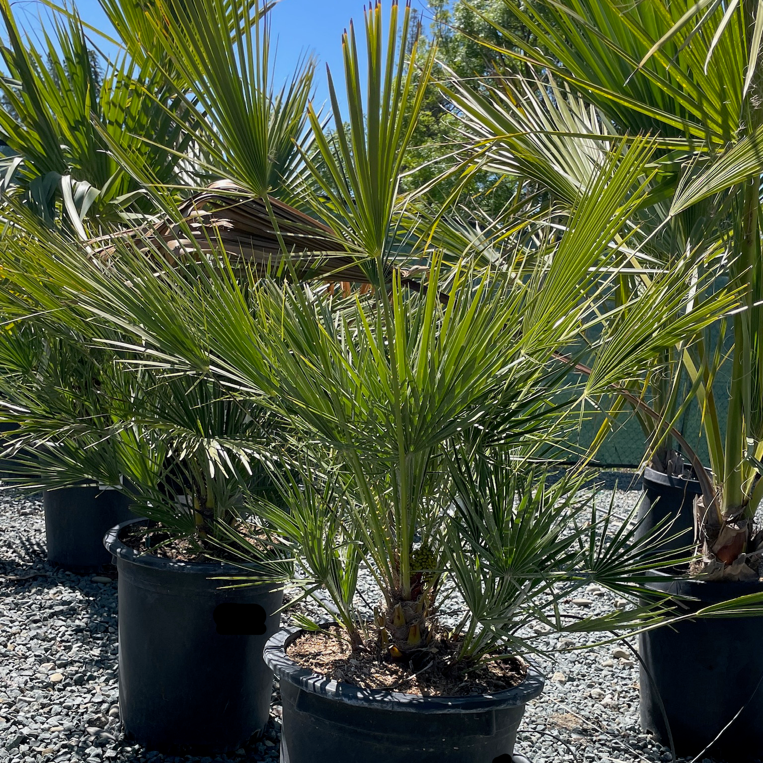 fan palm cats European Fan Palm