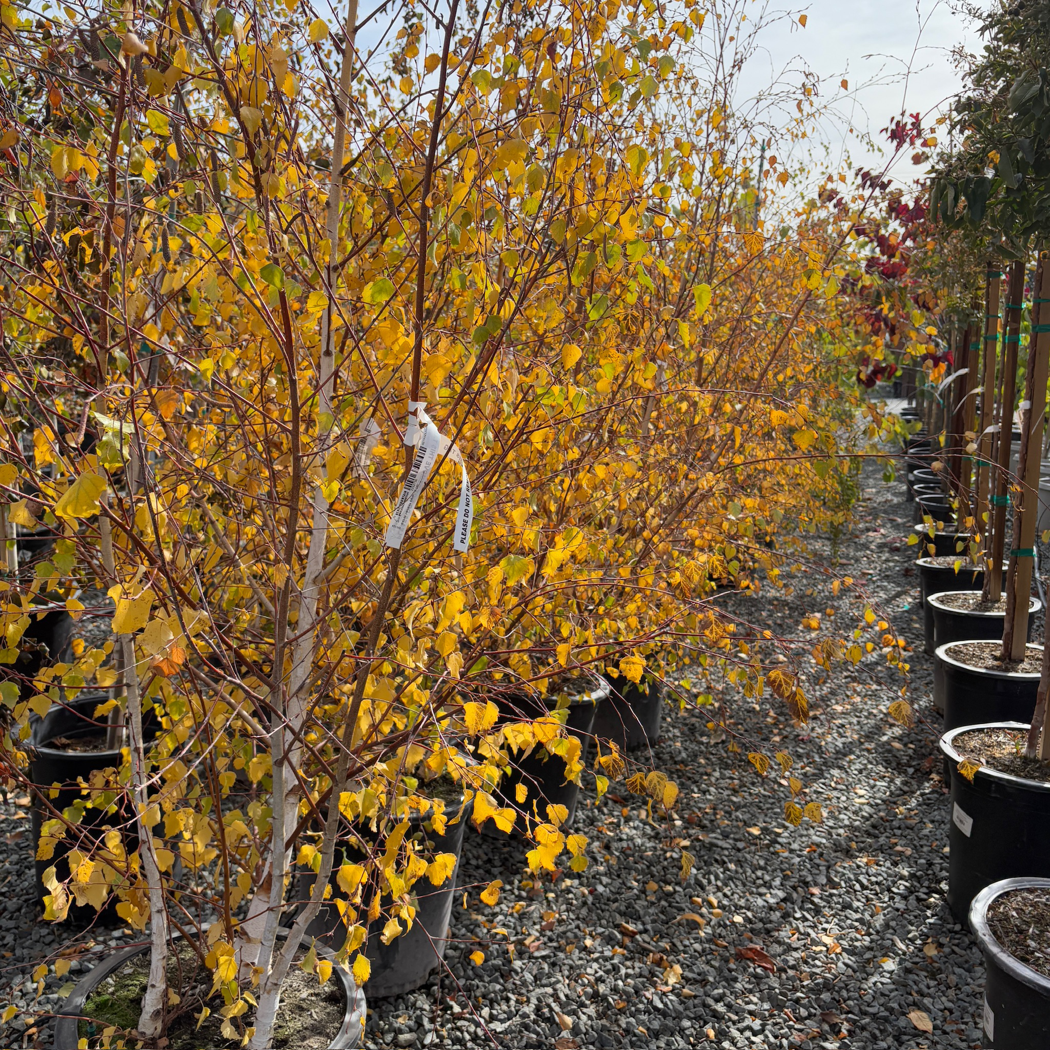 European White Birch