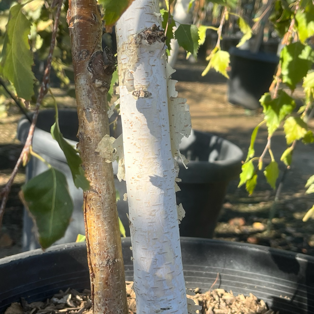 European White Birch