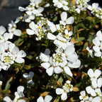 Close-up of Evergreen Candytuft white flowers with green leaves on a dark background