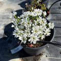 Potted Iberis sempervirens plant with white flowers on a gray surface