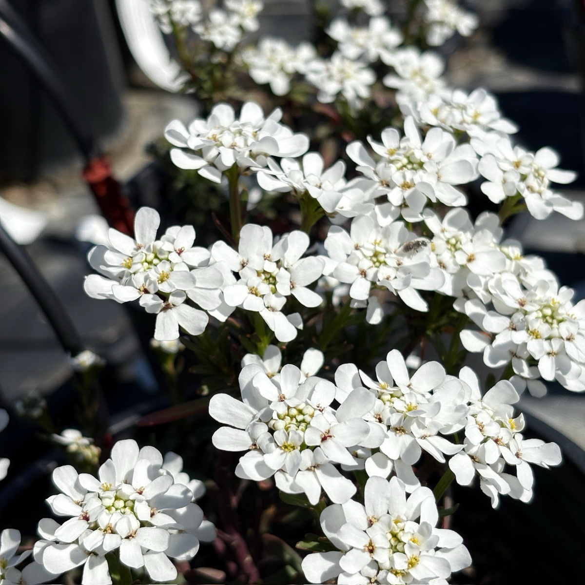 Close-up of Evergreen Candytuft with a blurred background